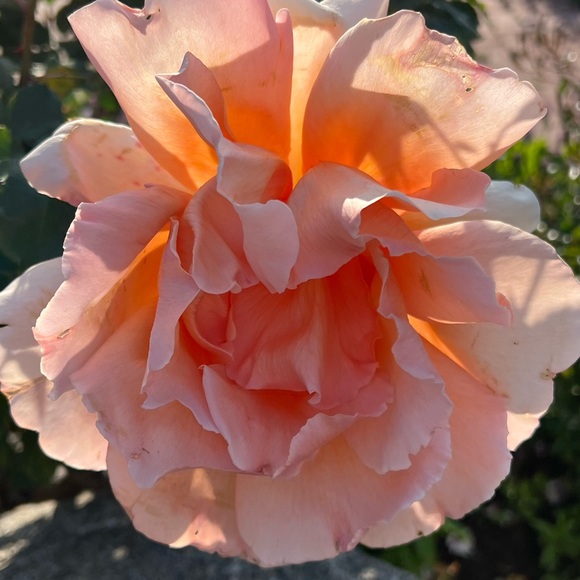 Meet your Posher, Mira. - Picture 1 of 1